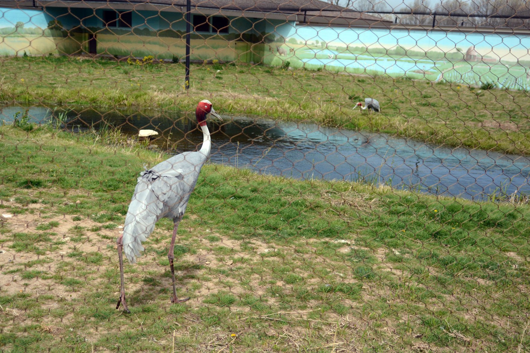 International Crane Foundation reopens, May 2021